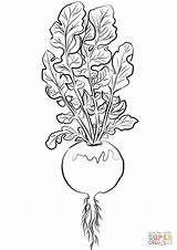 Radish Coloring Pages Turnip Printable Drawing Supercoloring Categories sketch template