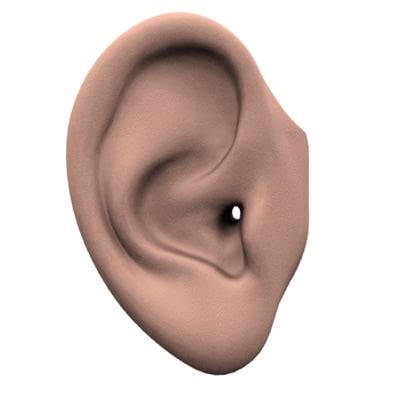 dsmax human ear