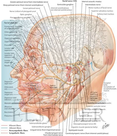 facial nerve schema pussy sex images