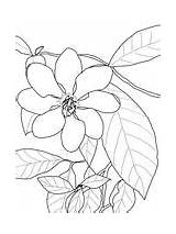 Gardenia Coloring Pages Carinata Flowers Supercoloring Printable Drawings Flower Gardenias Nature Crafts Color Super Para Flores Drawing Colouring Lily Dibujar sketch template