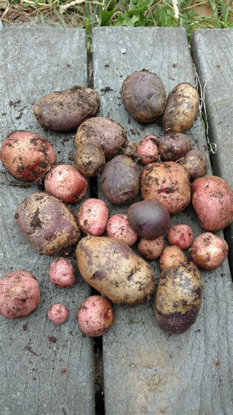 view   honeypot trash  potato harvest