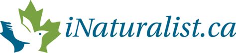 inaturalistca helping     nature projects