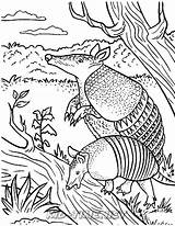 Armadillo Coloring Pages Animals Getcolorings Book sketch template