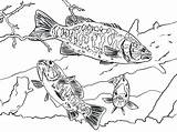 Coloring Bass Pages Fish Smallmouth Boat Drawing Bluegill Printable Getcolorings Color Getdrawings sketch template