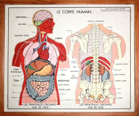 anatomie corps humain vintage affiche scolaire double