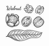 Noix Encre Walnuts Craie sketch template