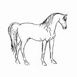 Paarden Kleurplaten Paard Printen sketch template