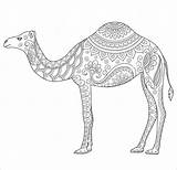 Camel Mandalas Animales Camello Stylized Adorno Coloringbay Laying sketch template