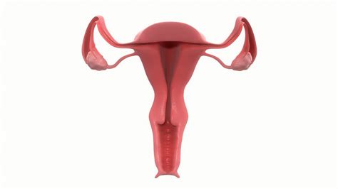 female reproductive system section uteru 3d cgtrader