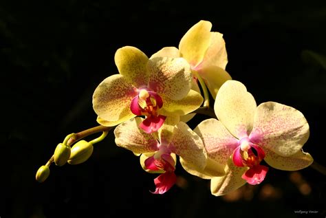 orchideen foto bild fotos spezial makro bilder auf fotocommunity