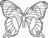 Schmetterling Butterfly sketch template