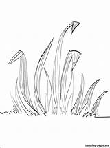 Grass Coloring Pages Line Drawing Getdrawings sketch template