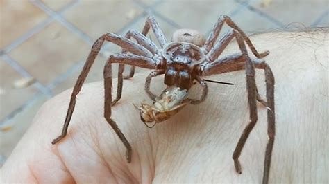 Giant Spider Devours Cricket On Man S Hand