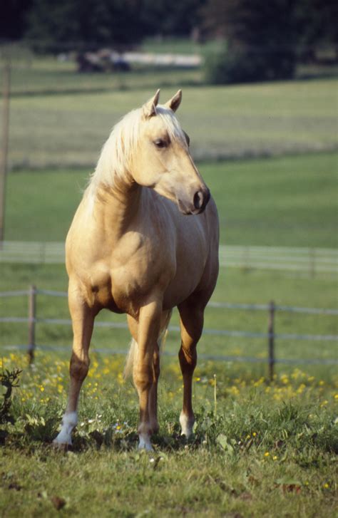 palomino horse color genetics