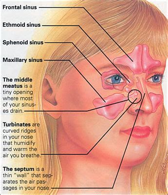 sinuses piedmont ear nose  throat