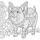 Coloring Pages Adult Animal Mandala Book Pig Printable Big Visit Piggly Farm Wiggly sketch template