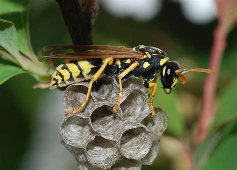 rid  european paper wasps control facts