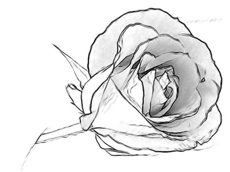 pencil drawings charcoal drawings  art galleries rose flowers art