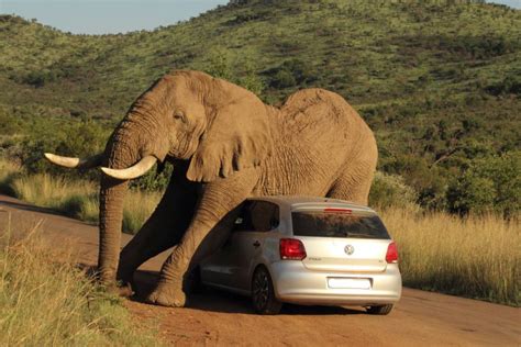 elephant uses car to scratch giant itch at pilanesberg