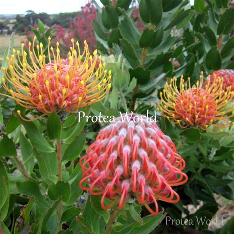 cordifolium protea world