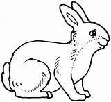 Coloring Pages Rabbits Rabbit Library Clipart Animal sketch template