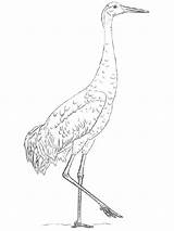 Coloring Crane Pages Sandhill Printable Birds Drawing Svg Cranes Step Bird Tutorials Crafts Drawings Open Draw Learn sketch template
