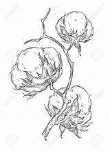 Cotton Drawing Plant Boll Illustration Draw Botanical Engraving Drawings Flower Result Vector Flowers Hand Sketches Getdrawings Painting Decor Paintings Gravure sketch template