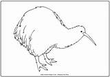 Kiwi Zealand Colouring Coloring Pages Printable Print Outline Drawings Designlooter Activityvillage Become Member Log 324px 34kb sketch template