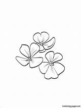 Violet Coloring Flower Drawing Pages Violets Outline Google Tattoo Flowers Getdrawings Simple Tattoos Printable Popular February Choose Board Guardado Desde sketch template