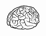 Cerebro Cervello Colorare Colorir Beyin Boyama Sulcus Cerebral Cérebro Cervell Agy Cortex Lobes Hemisphere Encefalo Acolore Utente Registrato Coloringcrew Anatomia sketch template
