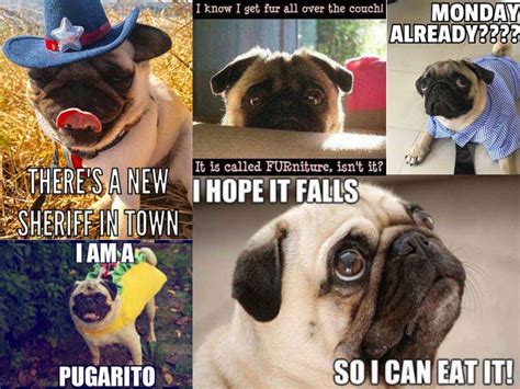 greatest pug memes   internet american kennel club