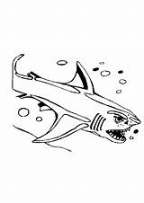 Squalo Disegni Requin Squali Colorat Rechini Requins Bambini Planse Animale P10 Coloriages Desene Baleine Crtež Bojanke Primiiani Gifgratis Lescoloriages Animati sketch template