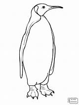 Penguin Coloring Pages Emperor King Cartoon Penguins Printable Baby Drawing Fairy Necktie Getdrawings Tie Getcolorings Color Kids Cute Dye Popular sketch template