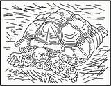 Coloring Tortoise Nicole Children Happy Am So Old 2006 Pages Farm October Florian Popular Coloringhome sketch template