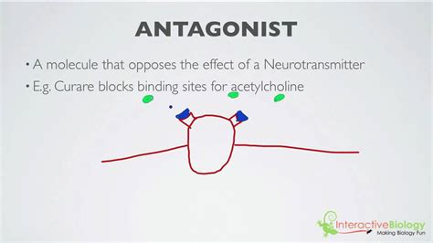 agonists  antagonists youtube