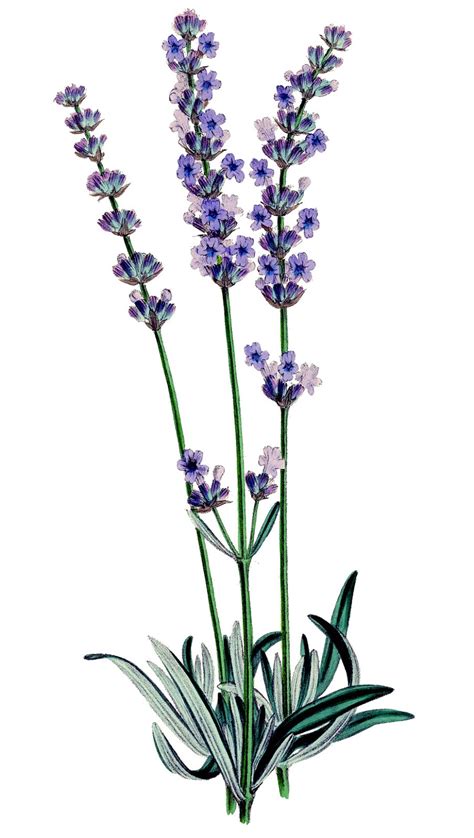 dreamweaver growing lavender   philippines