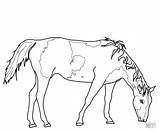 Cavalo Grazing Caballos Ausmalbild Quarter Disegni Pferde Cavalli Pastando Ausdrucken sketch template