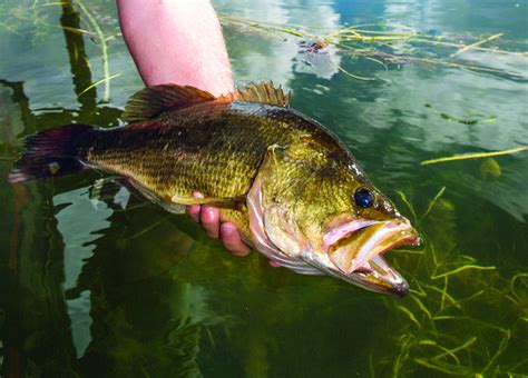 pro tips  topwater largemouth bass lures   water