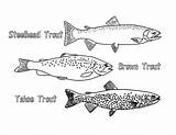 Trout Apache Coloring Type Pages sketch template