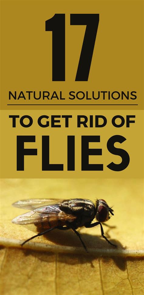 natural solutions   rid  flies  rid  flies natural
