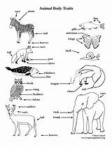 Traits Animal Coloring Body Physical Science Exploringnature Visit sketch template