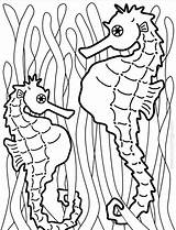 Colorat Desene Seahorses Ippocampo Planse Pesti Stampare Animale Marini Cai Xcolorings Fondali 1200px 173k 914px Mancare Trafic Vitalcom sketch template