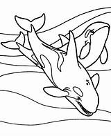 Orca Whale Colorare Topcoloringpages Hammerhead Pesci sketch template