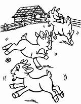 Coloring Goats Domestic Pasture Farm Cabras sketch template