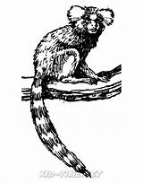 Monkey Marmoset sketch template