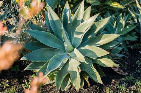 agave plant ezmakaan
