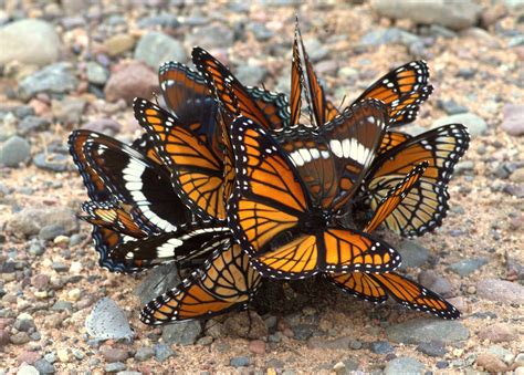 A Group Of Butterflies Lesbian Pantyhose Sex