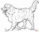Coloring Dog Bernese Mountain Collie Border Pages Shepherd Australian Printable Dogs Adults Realistic Drawing Supercoloring Kids Irish Setter Print Animal sketch template
