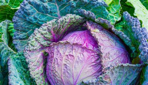 grow cabbage  seeds complete guide