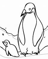 Penguin Baby Coloring Penguins Pages Cute Printable Emperor Sheets Kids King Christmas Color Animal Colouring Printables Two Print Clipart Outline sketch template